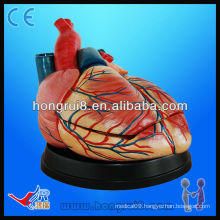 high quality Human anatomy medical heart model for sale new style jumbo heart model